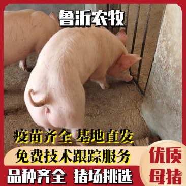 【浙江优质】二元母猪防疫严格品种齐全免费提供养殖技