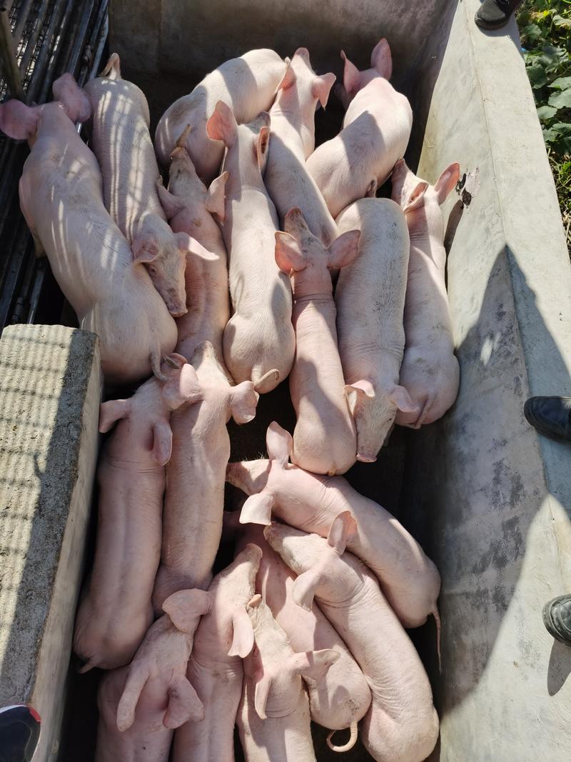 【浙江优质】二元母猪防疫严格品种齐全免费提供养殖技