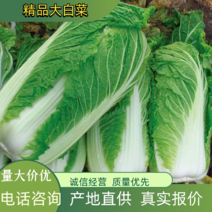 【聚划算】大白菜产地直供翠绿鲜嫩欢迎选购！