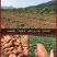 河北新鲜烟薯25糖心流油红薯烤地瓜现挖红心番薯
