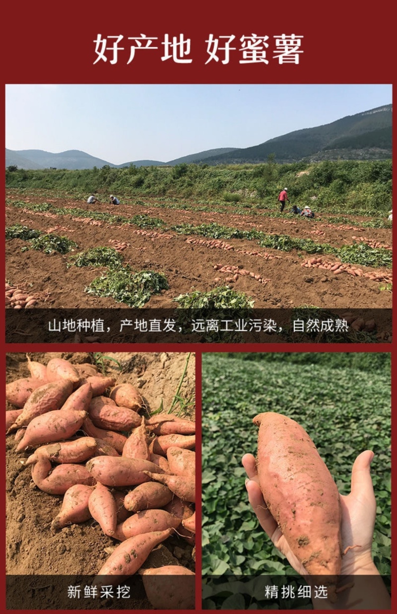 【雄县烟薯25号】红心蜜薯地瓜红皮红心软糯香甜