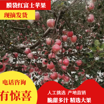陕西精品膜袋,纸加膜袋红富士苹果产地价格批发