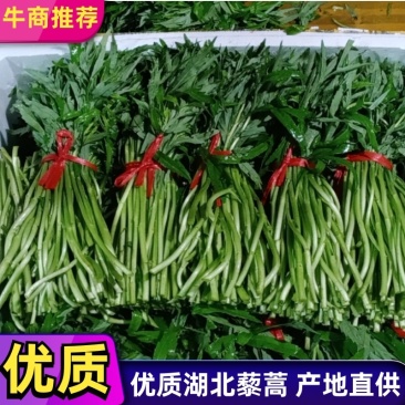藜蒿，芦蒿，湖北藜蒿，湖北芦蒿，产地直供，一手货源，保质