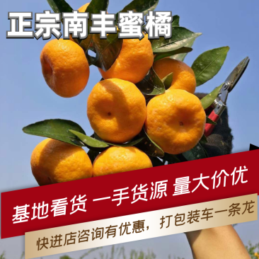 大量蜜广,广橘,南丰蜜橘,砂糖橘,对接社区,美团等各平台