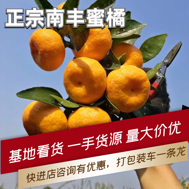 大量蜜广，广橘，南丰蜜橘，砂糖橘，对接社区，美团等各平台