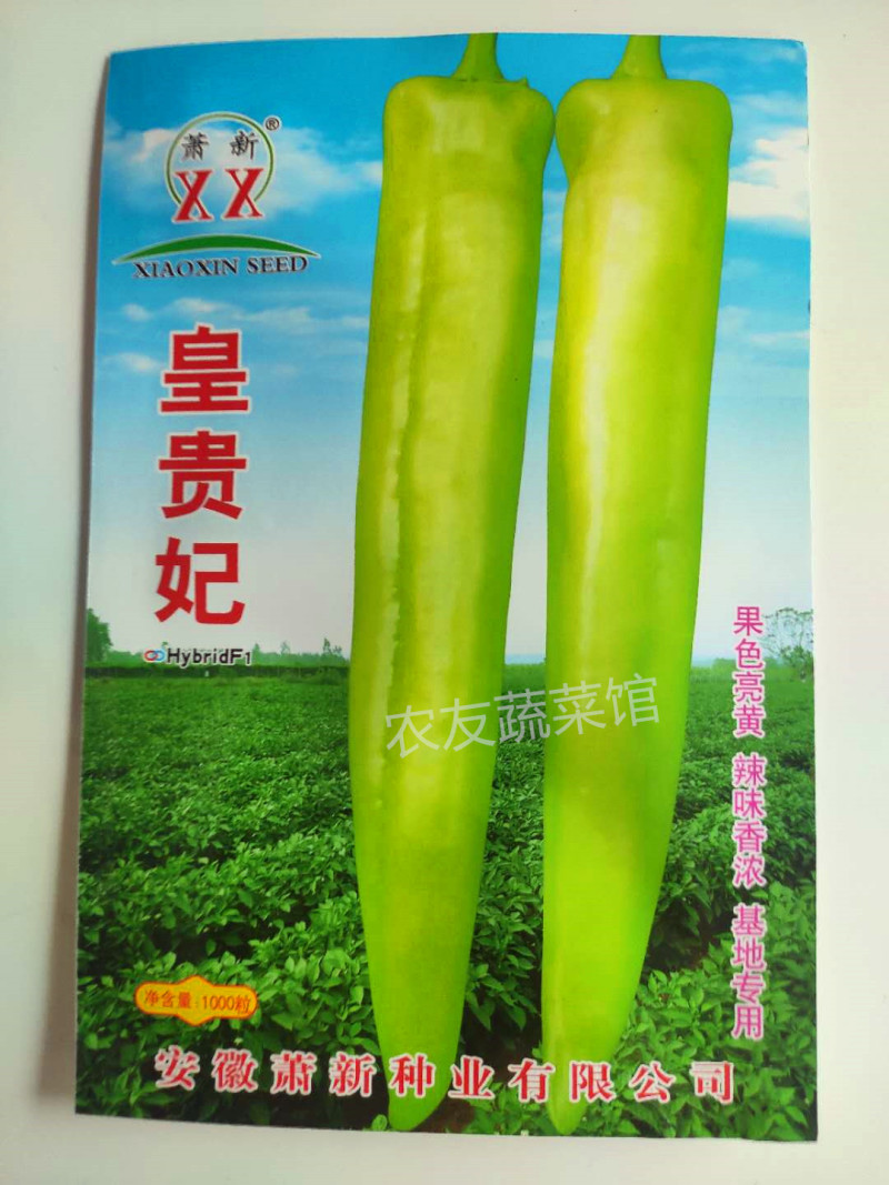 萧新皇贵妃辣椒种子淡黄浓辣早熟挂果多春秋播种尖椒杂交