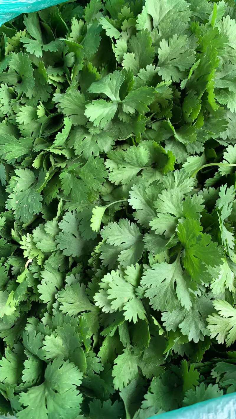 【商超品质】优质大叶香菜大量上市，稳定供货，欢迎来电咨询