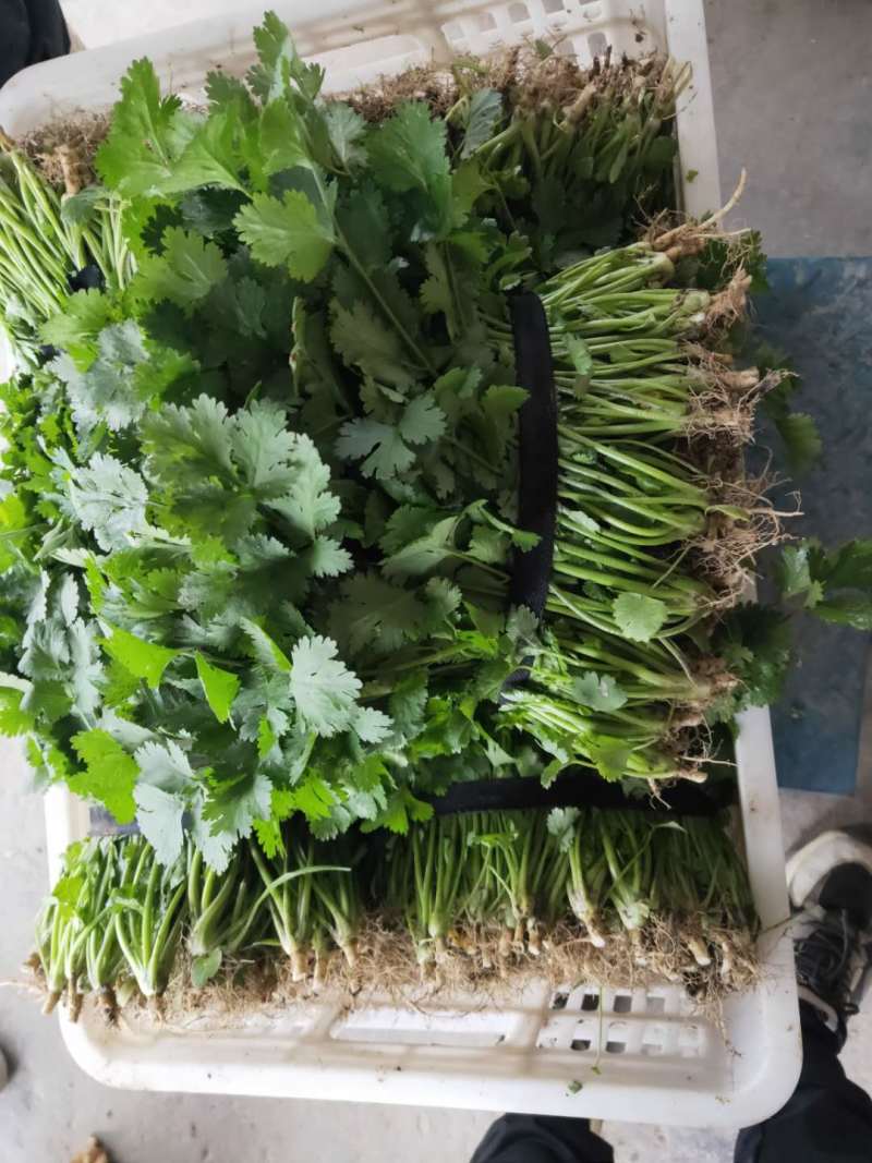 【商超品质】优质大叶香菜大量上市，稳定供货，欢迎来电咨询