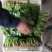 【商超品质】优质大叶香菜大量上市，稳定供货，欢迎来电咨询