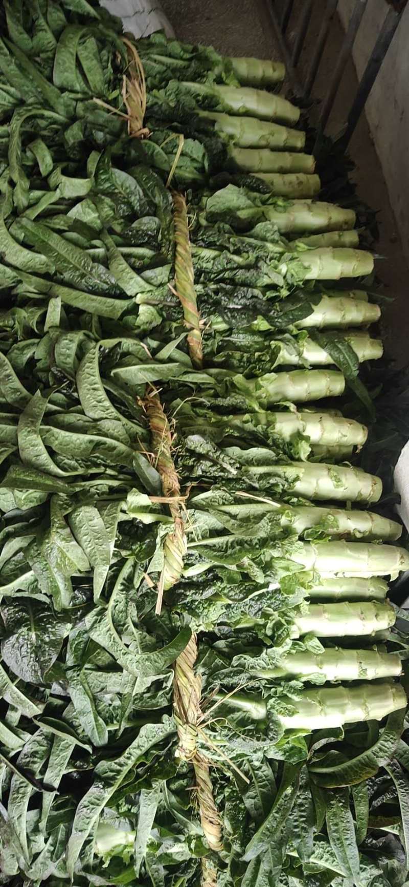 【莴笋推荐】红尖叶莴苣，产地直发，货源充足，量大从优！！