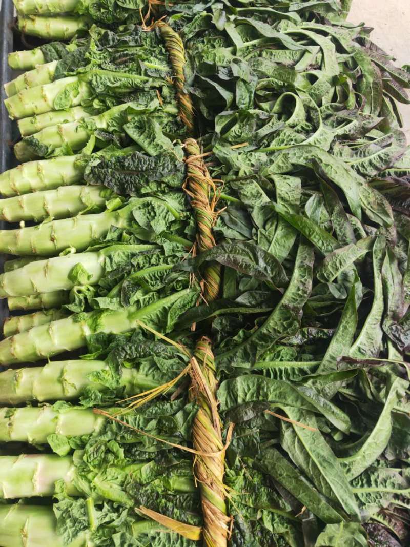 【莴笋推荐】红尖叶莴苣，产地直发，货源充足，量大从优！！