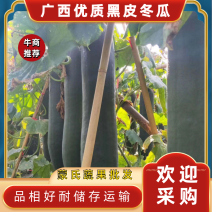 【**广西南宁吊冬瓜黑皮冬瓜产地直发