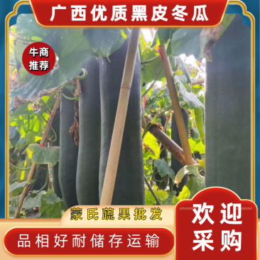 【**广西南宁吊冬瓜黑皮冬瓜产地直发