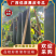 【**广西南宁吊冬瓜黑皮冬瓜产地直发