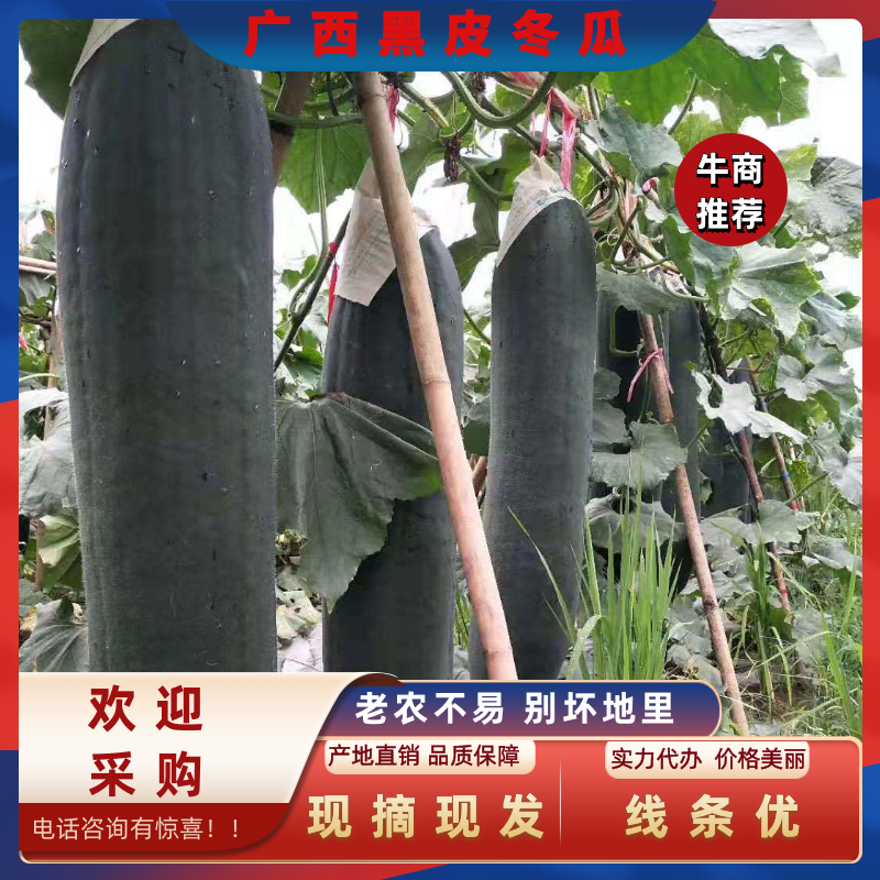 【热卖广西南宁吊冬瓜产地直发耐储存运输全国代办