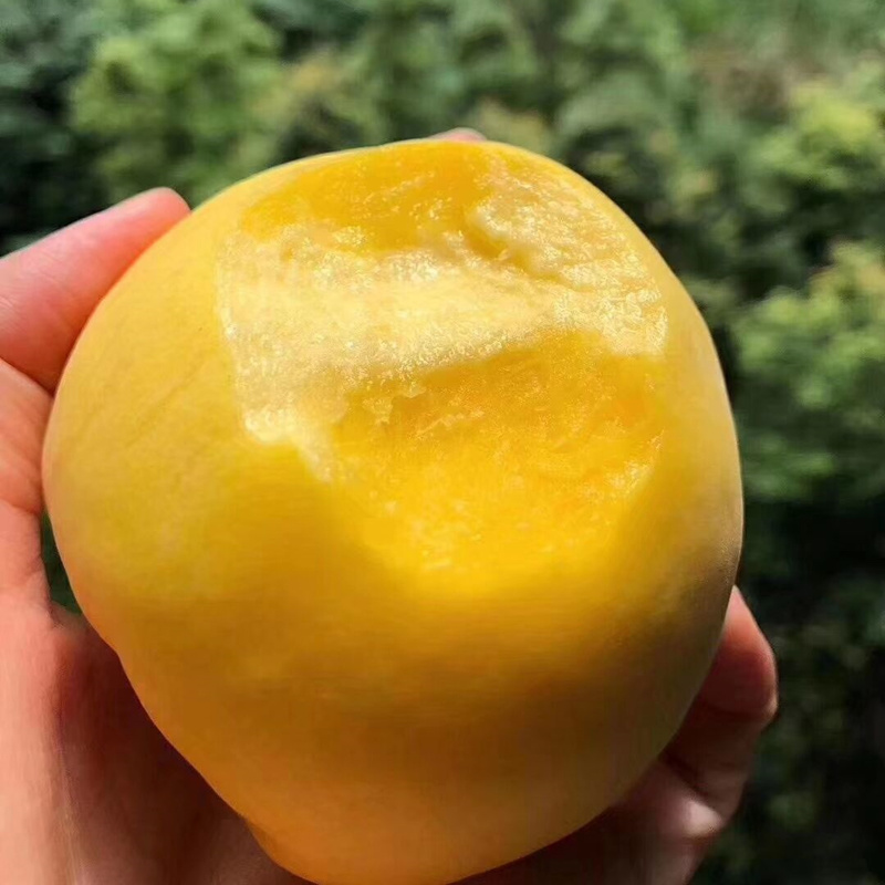 嫁接桃树苗新品种黄桃苗锦绣黄桃树苗南方北方种植果树苗