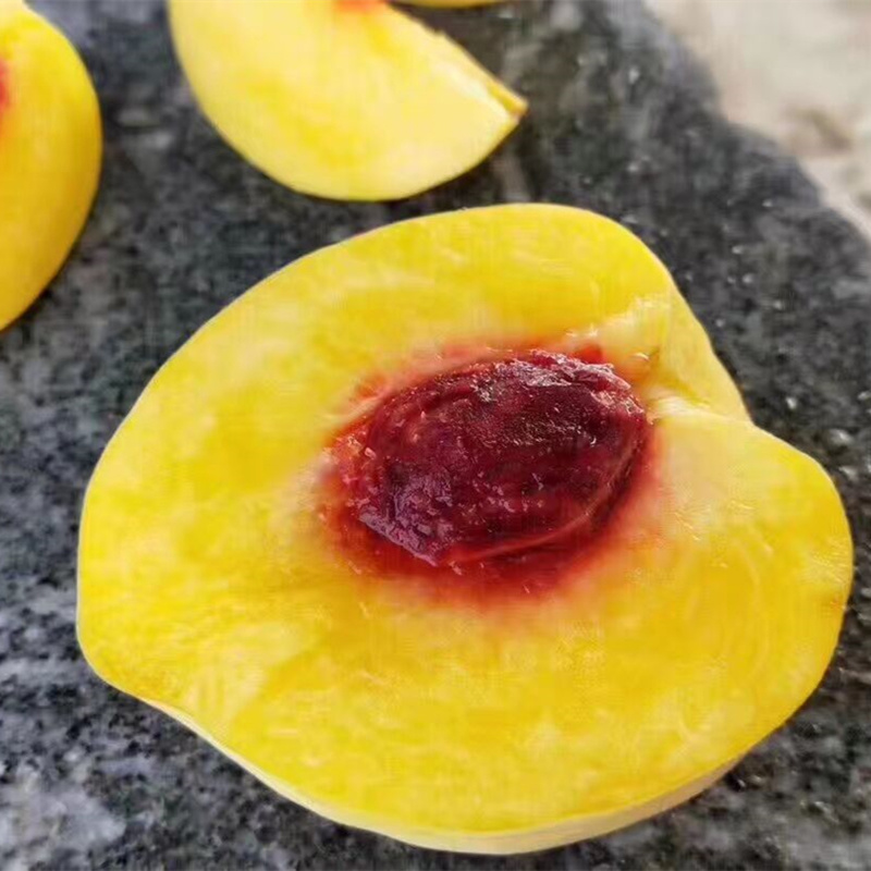 嫁接桃树苗新品种黄桃苗锦绣黄桃树苗南方北方种植果树苗