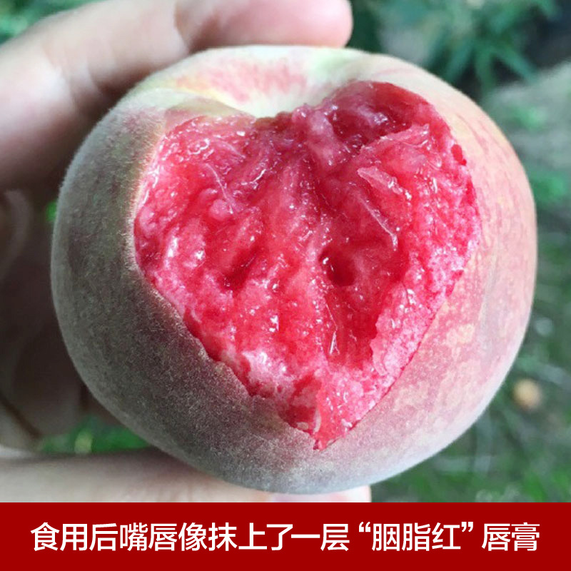 果树苗早熟胭脂红桃树苗嫁接红肉血桃苗南方北方种植当年