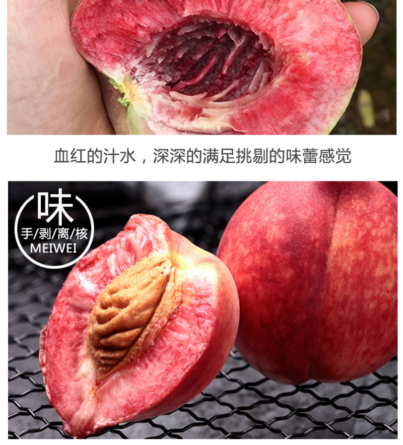 果树苗早熟胭脂红桃树苗嫁接红肉血桃苗南方北方种植当年