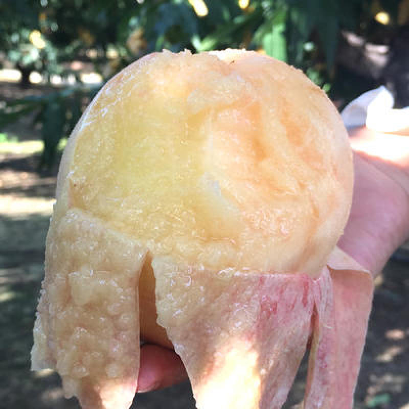 嫁接桃树苗盆栽地栽早熟品种无锡阳山水蜜桃苗南北方种植当年
