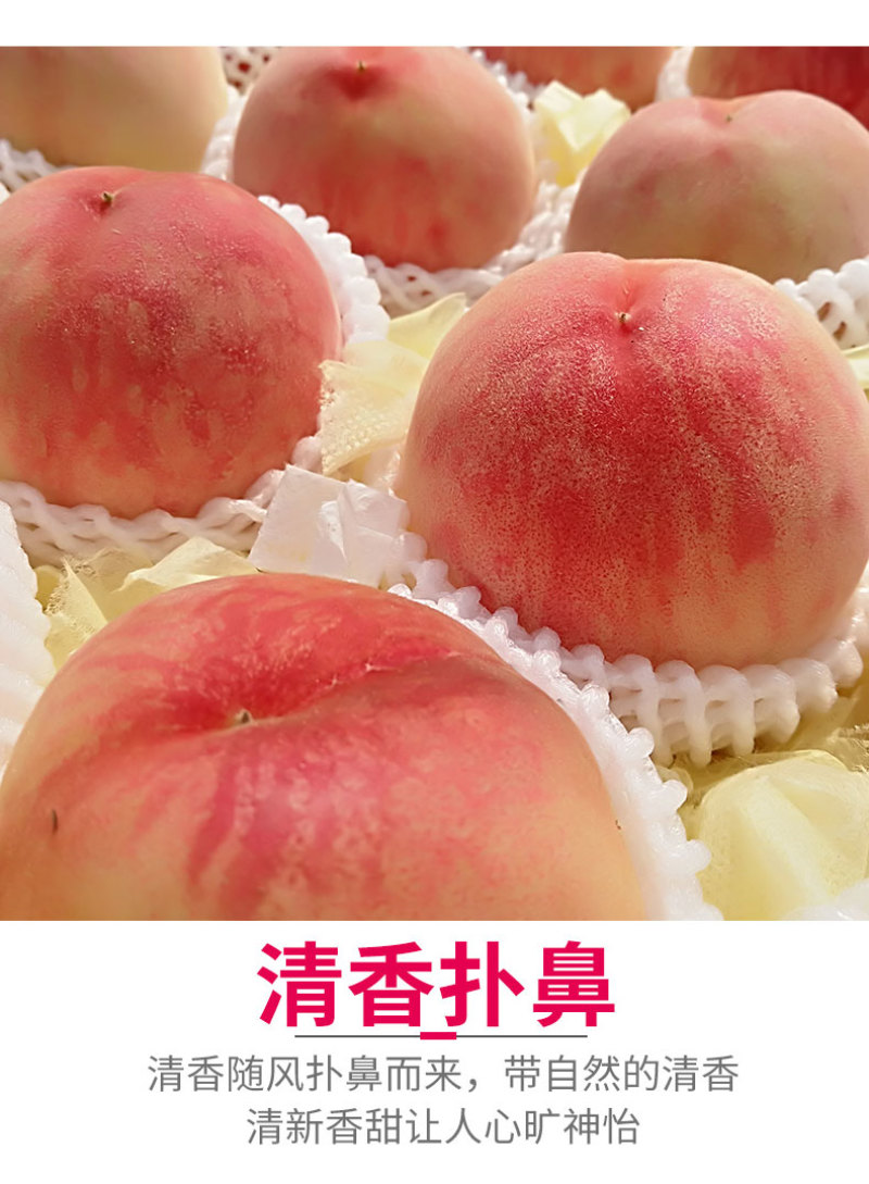 嫁接桃树苗盆栽地栽早熟品种无锡阳山水蜜桃苗南北方种植当年
