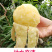 嫁接桃树苗盆栽地栽早熟品种无锡阳山水蜜桃苗南北方种植当年