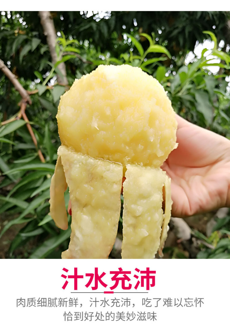 嫁接桃树苗盆栽地栽早熟品种无锡阳山水蜜桃苗南北方种植当年