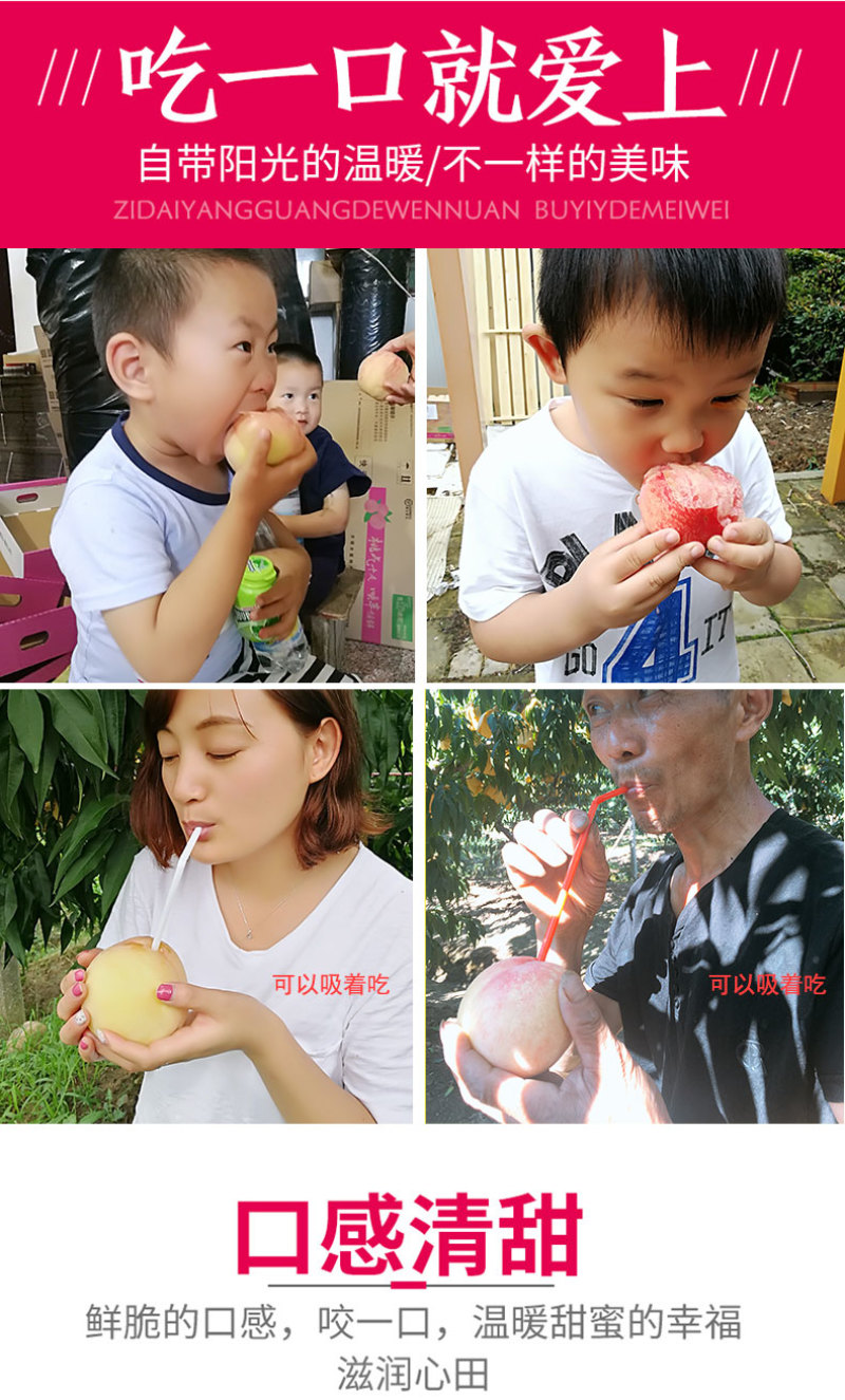 嫁接桃树苗盆栽地栽早熟品种无锡阳山水蜜桃苗南北方种植当年