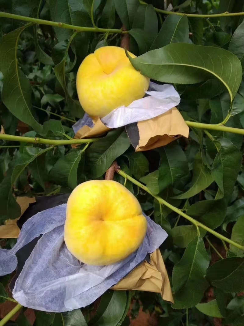 黄金油蟠桃树苗中油蟠7号中早晚油蟠苗蟠桃苗嫁接苗桃树盆栽