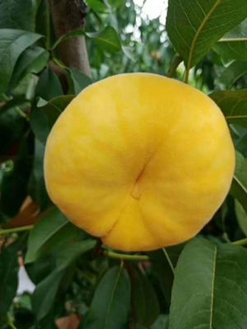 黄金油蟠桃树苗中油蟠7号中早晚油蟠苗蟠桃苗嫁接苗桃树盆栽