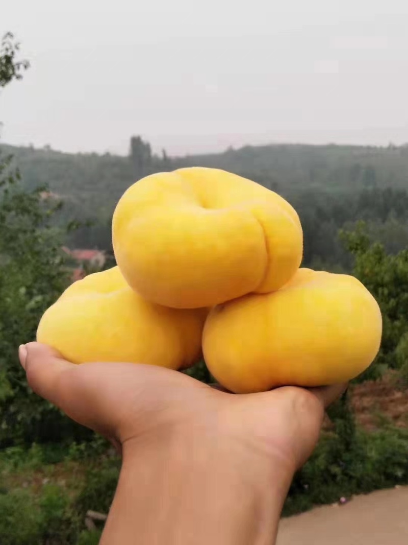 黄金油蟠桃树苗中油蟠7号中早晚油蟠苗蟠桃苗嫁接苗桃树盆栽