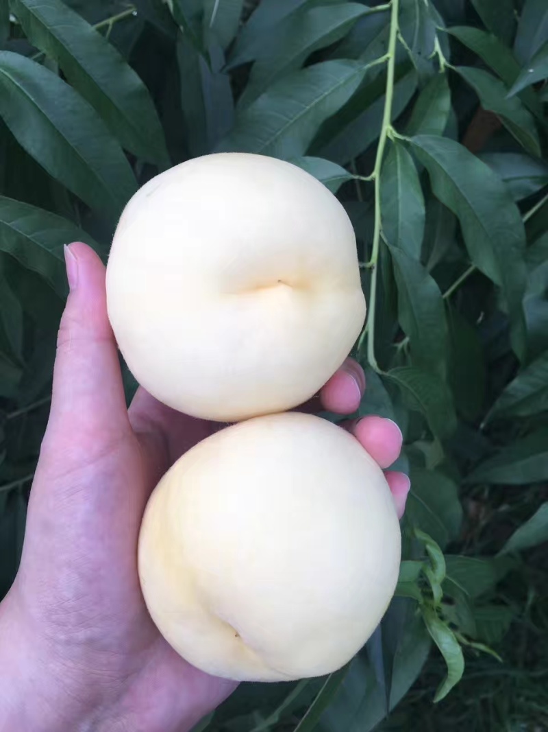 新品种白桃苗白如玉桃树苗白如雪桃树苗南方北方种植当年