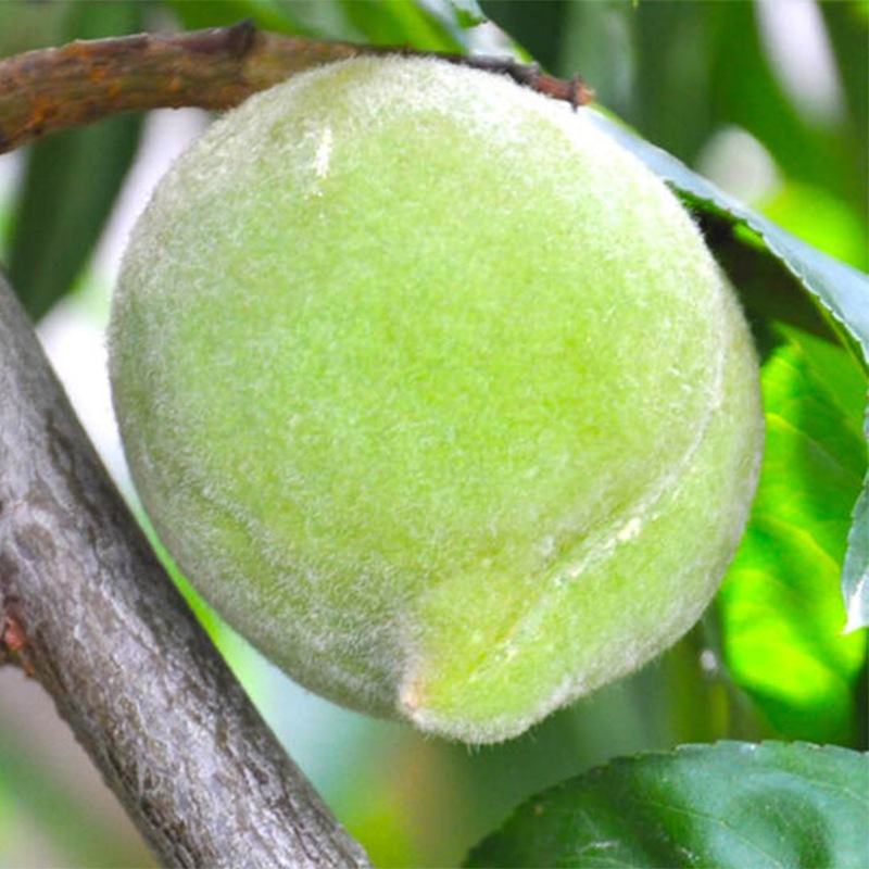 鹰嘴蜜桃苗桃树苗嫁接苗连平蜜桃树苗水蜜桃苗南方北方种植