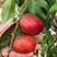早熟品种油桃树苗518油桃苗盆栽地栽黄肉油桃树苗当年