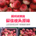 王母蟠桃苗桃树嫁接苗油桃树苗蟠桃苗南方北方种植盆栽地当年