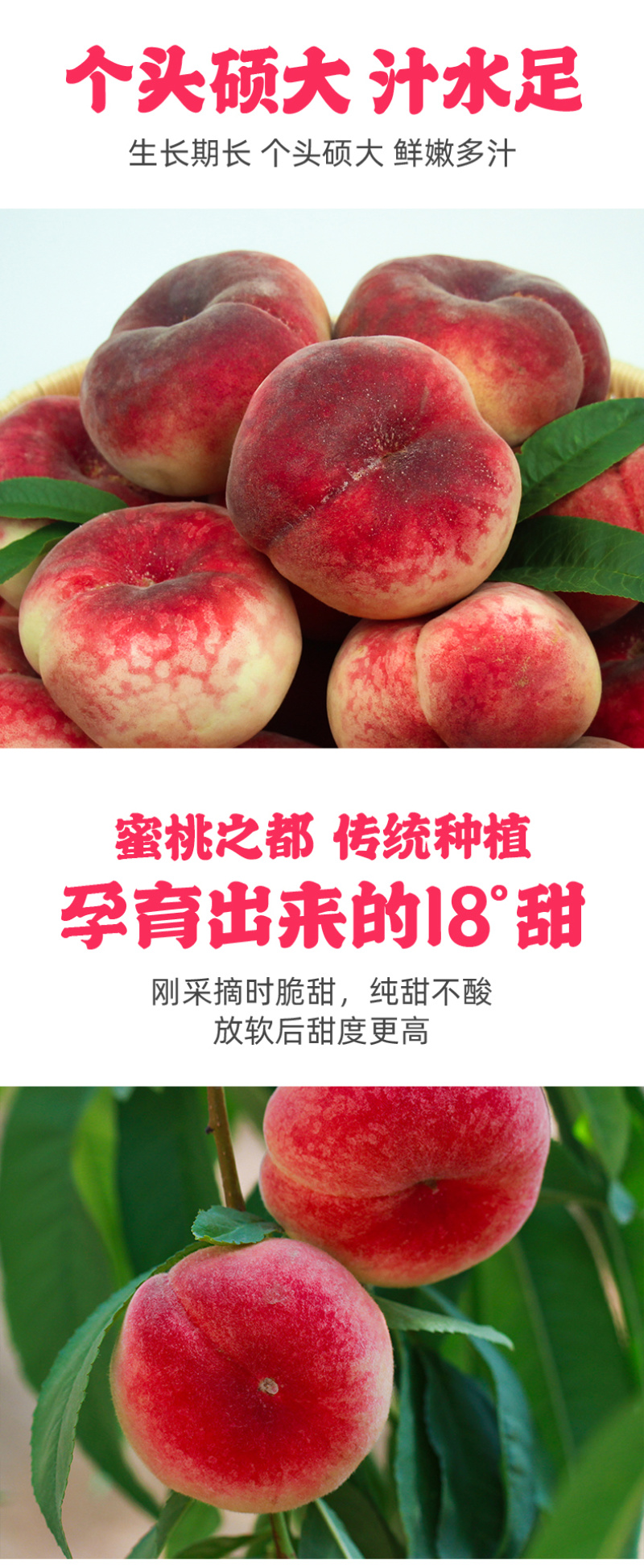 王母蟠桃苗桃树嫁接苗油桃树苗蟠桃苗南方北方种植盆栽地当年