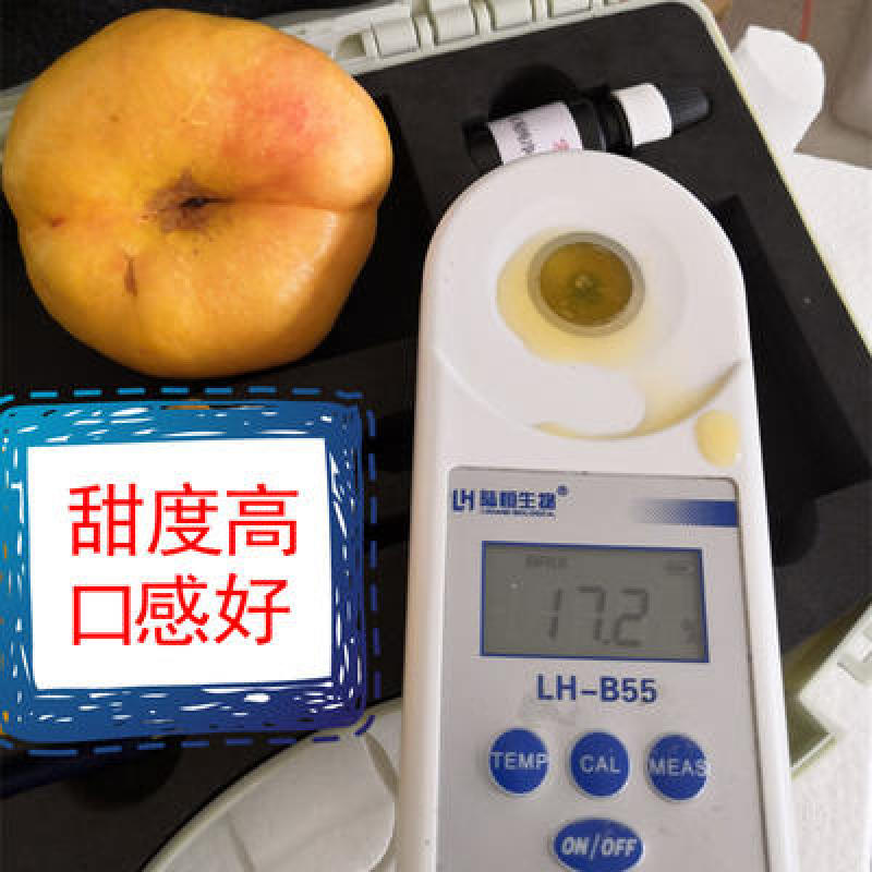 油蟠7-7黄金蟠桃苗中油蟠9号桃苗油蟠桃苗新品种蟠桃