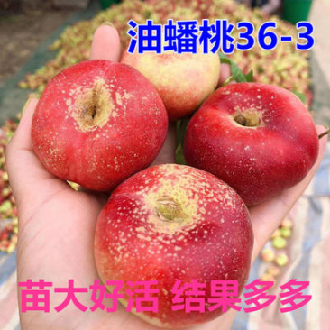 嫁接黄金蟠桃树苗6-6中油蟠油蟠36-3桃苗极早熟晚熟油