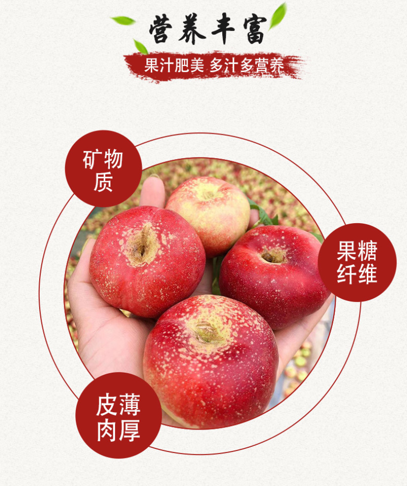 嫁接黄金蟠桃树苗6-6中油蟠油蟠36-3桃苗极早熟晚熟油