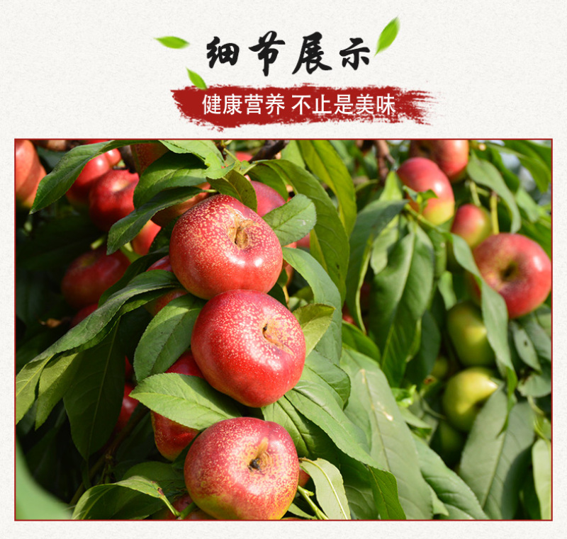 嫁接黄金蟠桃树苗6-6中油蟠油蟠36-3桃苗极早熟晚熟油