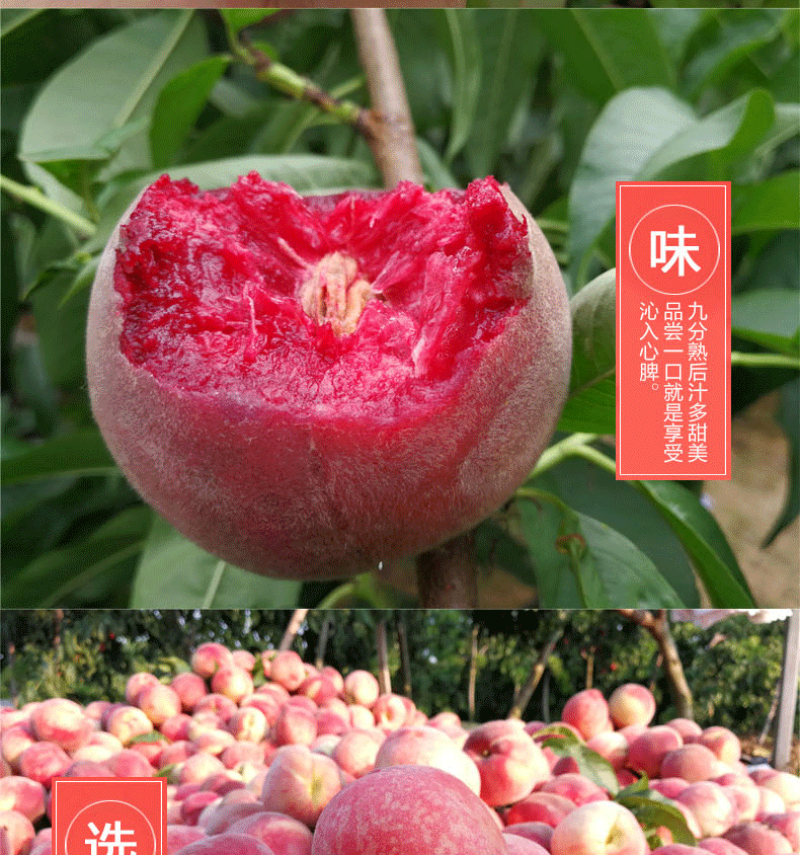嫁接新品种贵妃血桃桃树苗中华血桃树苗紫肉血桃当年结果南北