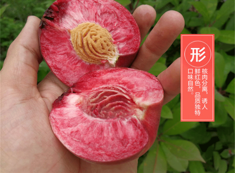 嫁接新品种贵妃血桃桃树苗中华血桃树苗紫肉血桃当年结果南北