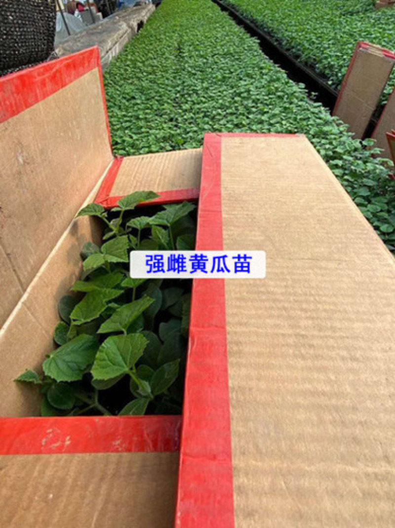 嫁接黄瓜苗越冬黄瓜苗强雌全雌德瑞特黄瓜苗