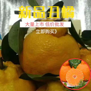 不知火丑桔耙耙柑丑八怪颜色全黄入口化渣口味纯甜果园看货