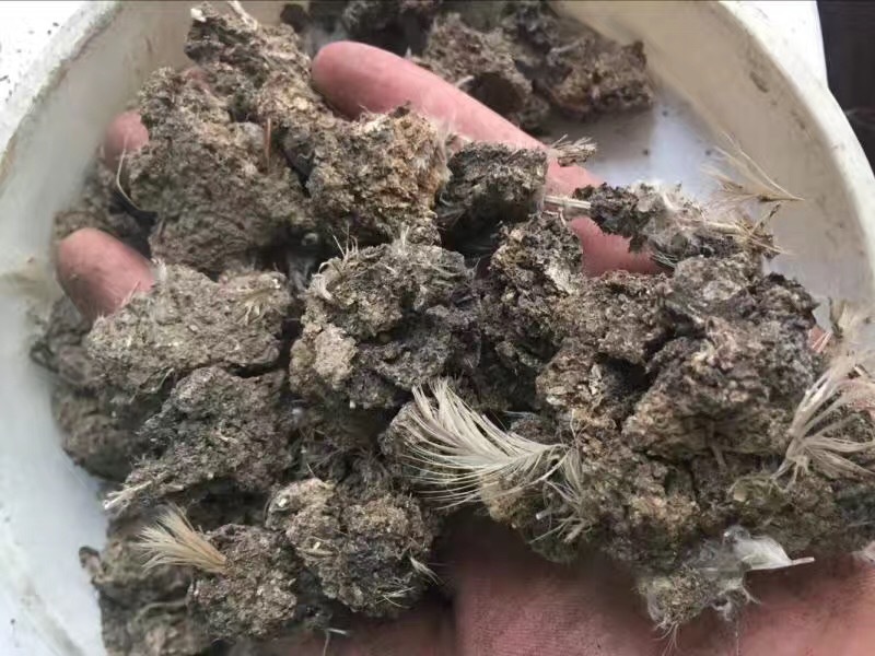 干鸡屎水泥地晾晒花卉蔬菜专用有机肥纯干鸡粪块