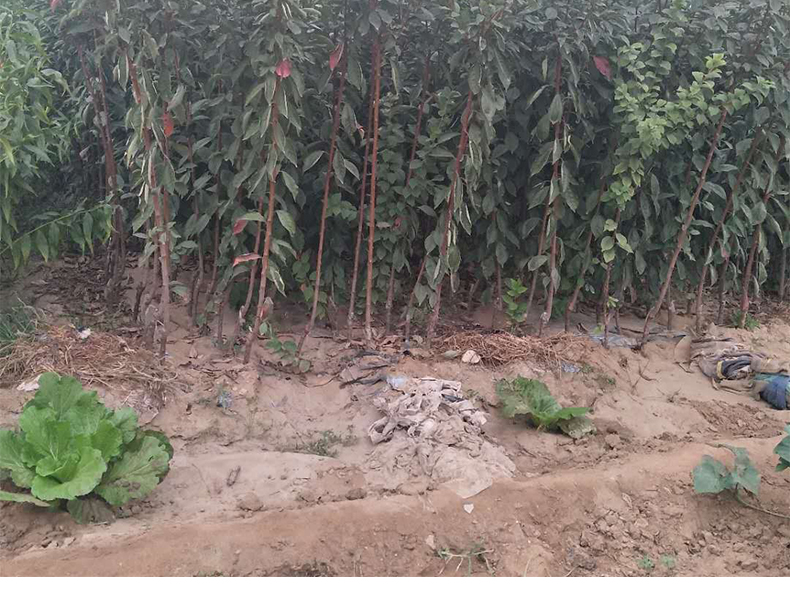 李子小苗冬季涂白与培土防寒实景图