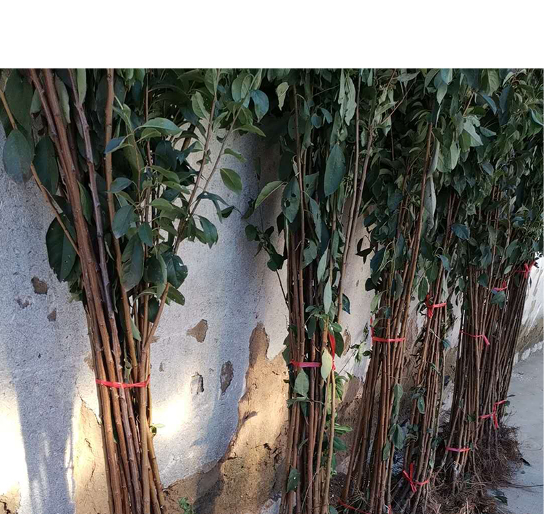 左侧为未经修剪的木姜子树,枝条杂乱交错,内膛通风不良;右侧为经过冬季整形修剪后的植株,主枝分布均匀,树冠通透,底部有清晰的修剪切口和平整的涂白主干 木姜子树修剪前后对比示意图