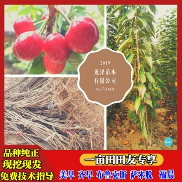 矮化樱桃树苗乔化美早齐早俄罗斯八号萨米脱沙王