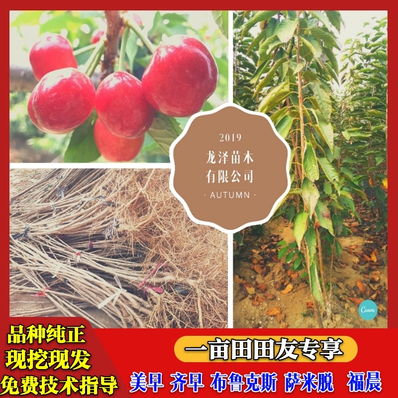 矮化樱桃树苗乔化美早齐早俄罗斯八号萨米脱沙王