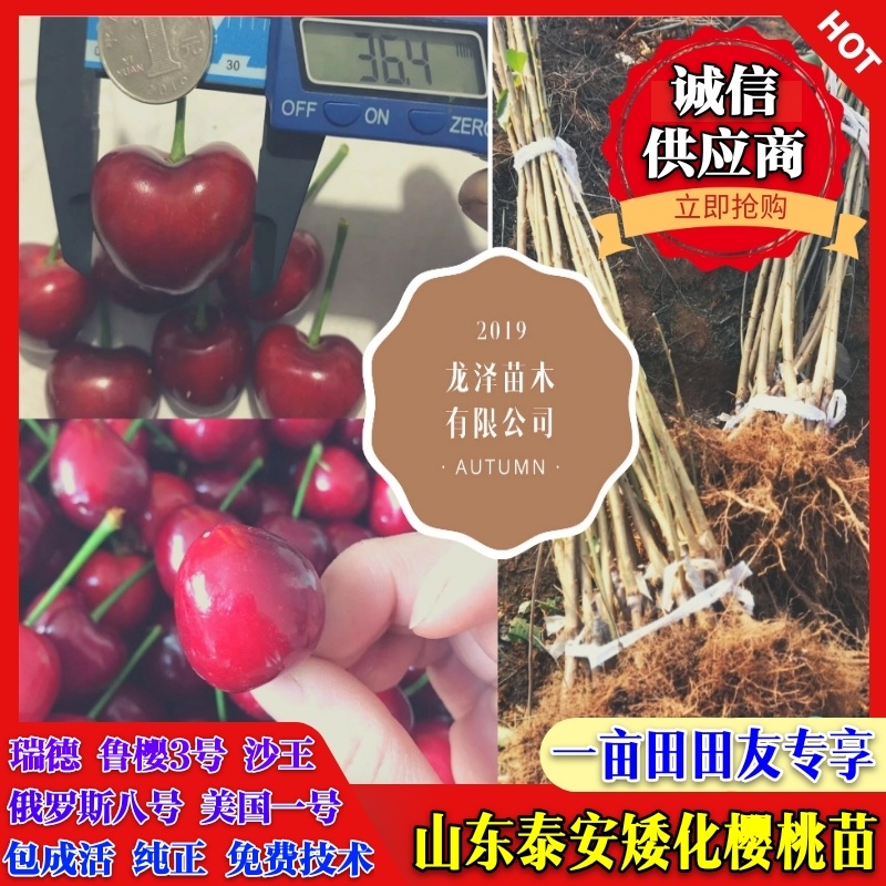 太平洋红弗里斯科雷尼布鲁克斯斯凯拉雷科迪亚